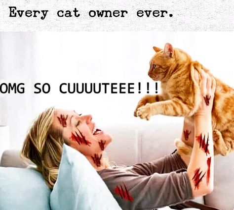 Cat scratch fever has set in. #cat #cats #catsofinstagram #catlovers #catlife #owner #scratch #cute #lol #cutekitten #claws #fever #laugh #memes😂 #awesome #humour #funnymemes #lmao #haha #humor #laughing #hilarious #smile😊 #smile #smiling Humour, She-ra Catra, Cute Cat Memes, Meme Gato, Bad Cats, She Ra Princess Of Power, Cat Owner, Princess Of Power, She Ra