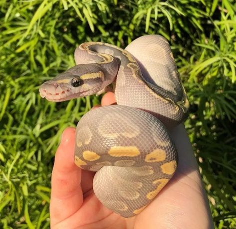 50 Types of Ball Python Morphs & Colors (With Pictures) | Pet Keen Types Of Ball Pythons, Lavender Ball Python, Rare Ball Python Morphs, Ball Python Colors, Cute Ball Python, Ball Python Pet, Baby Ball Python, Dream Snake, Python Morphs