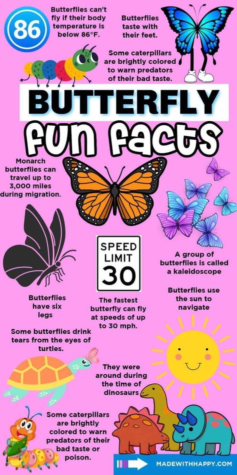 Butterfly fun facts are a great way to discover the mysterious world of butterflies. Kids will learn in a bright and exciting way with this fun fact chart. Add this to your school day and answer those pressing questions about these beautiful insects. Fun Facts Animals, Butterfly Project Ideas, Butterfly Activities For Kids, Preschool List, Butterfly Classroom Theme, Facts About Butterflies, Butterfly Facts For Kids, Butterfly Activities, Rainforest Crafts