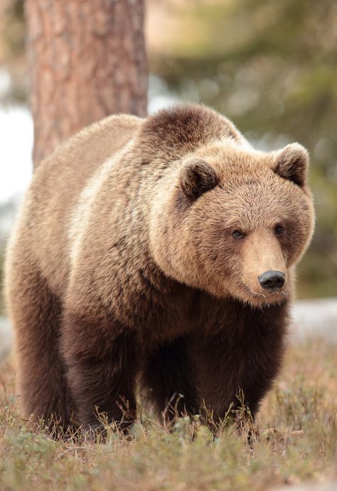 Beruang Grizzly, Brown Animals, Cute Brown Bear, Grizzly Bear Cub, Bear Aesthetic, Bear Photo, Bear Island, North American Animals, Brown Bears