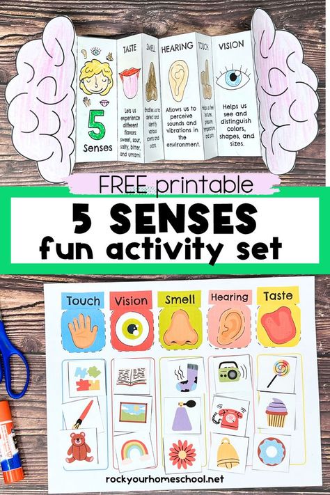 Example of free printable 5 senses foldable activity and five senses sorting activity chart. Senses Activities For Kids, Five Senses Kindergarten, 5 Senses Craft, 5 Senses Preschool, Five Senses Preschool, 5 Senses Activities, Edible Finger Paints, Senses Preschool, My Five Senses