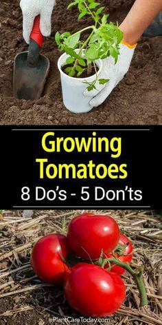 Tomato Growing – 8 Do’s and 5 Don’ts Tanaman Tomat, Tomato Plant Care, Plantarea Legumelor, Tomato Growing, Gemüseanbau In Kübeln, Growing Tomato Plants, Growing Tomatoes In Containers, Tomato Plant, نباتات منزلية