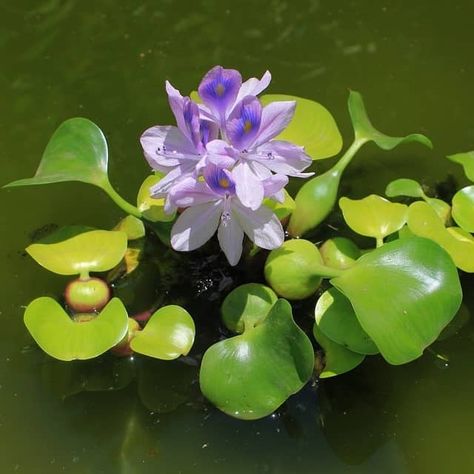 Water Hyacinth Flower, Aesthetic Flower Design, Hyacinth Plant, Planting Guide, Aquatic Plant, Floating Plants, Live Aquarium, Pond Plants, Aquarium Filter