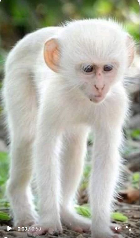 albino Monkey Rough Collie, Albino Monkey, White Monkey, Rare Albino Animals, Trees Photo, Deer Photos, New Photo Style, Albino Animals, Animals Friendship