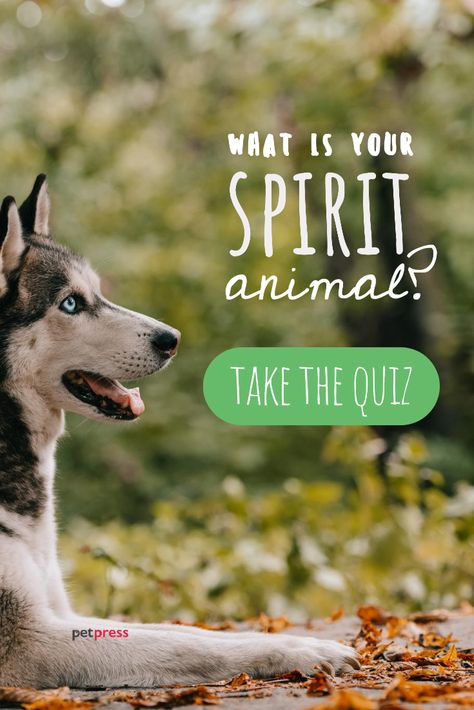 How To Find My Spirit Animal, Finding Your Spirit Animal, What Is My Spirit Animal Quiz, What Is Your Spirit Animal Quiz, How To Find Your Spirit Animal, Spiritual Quizzes, Aquarius Spirit Animal, Spirit Animal List, Dog Spirit Animal