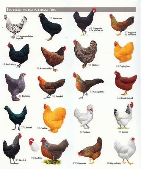 Best Chicken Breeds: 12 Types of Hens that Lay Lots of Eggs भारतीय इतिहास, Tanaman Indoor, Homestead Chickens, Keeping Chickens, Building A Chicken Coop, Backyard Chicken Coops, Lambada, Chickens And Roosters, Chicken Diy