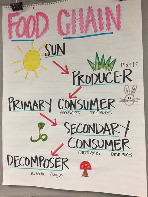 Food Chain Anchor Chart Food Webs Anchor Chart, Food Chain Chart, Biome Anchor Chart, Anchor Charts Science Middle School, Habitats Anchor Chart, Science Anchor Charts 2nd Grade, 3rd Grade Science Anchor Charts, Habitat Anchor Chart, 5th Grade Science Anchor Charts