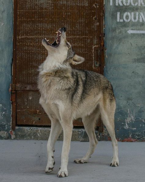 Animal Wildlife Photography, Wolf Barking, Dog Poses Reference, Wolf Biting, Wolf Reference, Wolf Poses, Dog Anatomy, Photo Animaliere, Wolf Photos