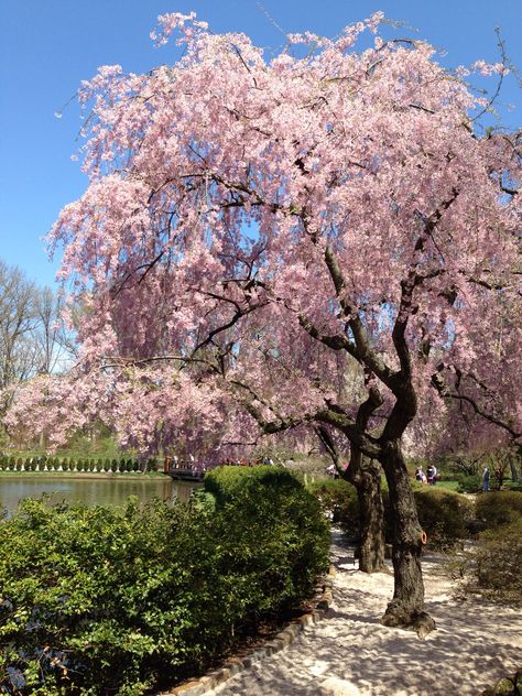 Japanese Garden at Missouri Botanical Garden St Louis MO Blossom Tree Garden, Cherry Blossoms Aesthetic, Blossoms Aesthetic, Japanese Trees, Japanese Cherry Blossom Tree, Cherry Blossom Pictures, Japanese Cherry Tree, Japan Cherry Blossom, China Garden