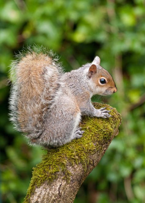 Grey Squirrel on tree stump. Grey Squirrel on a moss covered tree stump , #AFF, #tree, #Squirrel, #Grey, #covered, #moss #ad Grey Squirrel Drawing, Grey Squirrel Photography, Squirrel In Tree, Squirrel Images, Squirrel On Tree, Drawing Squirrel, Squirrel Photography, Watercolor Squirrel, Tree Rat