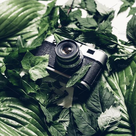 Retro film camera in green leaves by tsnorth on @creativemarket Retro Film Camera, Background Couple, Elegant Typeface, Palm Shadow, Mood Feelings, Adventure Forest, Creativity Wallpaper, Retro Technology, Leaves Photography