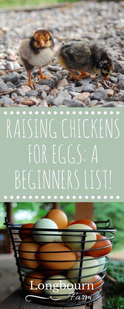 Raising Chickens For Eggs, Chickens For Eggs, Portable Chicken Coop, Chicken Coup, Homestead Chickens, Backyard Chicken Farming, Coop Design, Best Chicken Coop, Raising Backyard Chickens