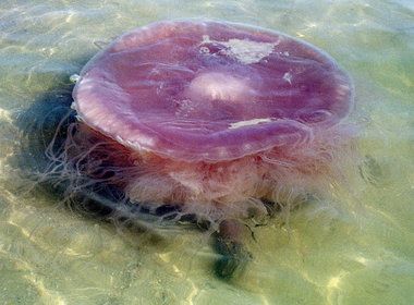 A large, pink, non-native jellyfish lies in shallow water at Dauphin Island on November 1, 2000. The jellyfish -- nicknamed a "pink meanie" -- has been identified as a new species. Mexico, Facts About Jellyfish, Giant Jellyfish, Jellyfish Facts, Pink Alien, Sea Jellies, Pink Jellyfish, Bat Species, Cnidaria