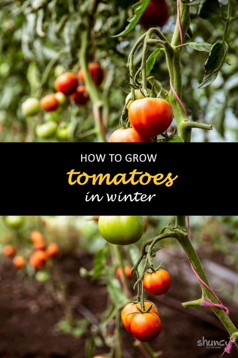 Growing tomatoes in winter can be a tricky task, but there are ways to do it. You need the right environment and some know-how. In this blog post, we will discuss how to grow tomatoes during the winter months. #shuncy #shuncygarden #lovethegreen #howtogrow #vegetables #tomato Growing Tomatoes Indoors Winter, Tomato Growing Tips, Heirloom Tomatoes Growing, How To Grow Cherries, Growing Tomatoes Indoors, How To Grow Tomatoes, Tomato Growing, Winter Greenhouse, Tomato Seedlings