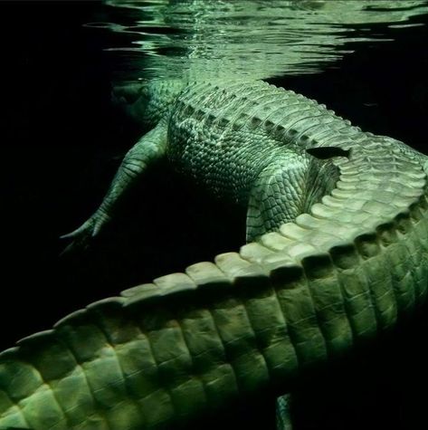 Alligators Aesthetic, Albino Alligator Aesthetic, Animals In Captivity, Crocodile Aesthetic Wallpaper, Alligator Underwater, Gator Aesthetic, Alligator Reference, Crocodile Photography, Aesthetic Crocodile