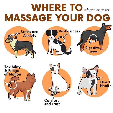 Training Activities, Dog Behaviorist, Dog Body Language, Dog Remedies, Service Dog Training, Dog Language, Dog Brain, Bad Behavior, Dog Facts