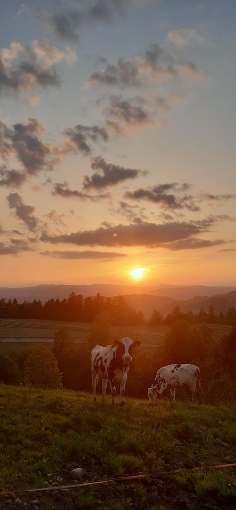 Country Life Wallpaper Iphone, Nature, Iphone Wallpaper Horse Aesthetic, Cute Farm Animal Wallpaper, Cow Sunset Wallpaper, Country Landscape Wallpaper, Iphone Wallpaper Farm, Country Aesthetic Western Wallpaper, Iphone Cow Wallpaper