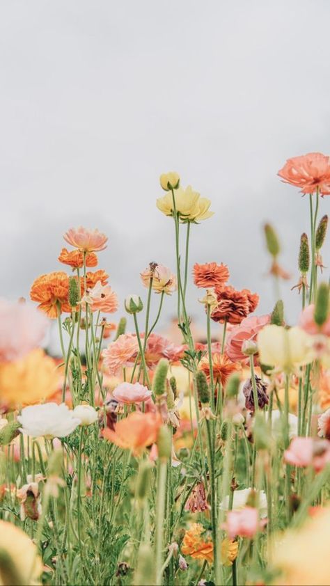 Cute Spring Aesthetic, 숲 사진, Frühling Wallpaper, Garden Display, Reference Pics, Nothing But Flowers, Spring Mood, Spring Wallpaper, Spring Aesthetic