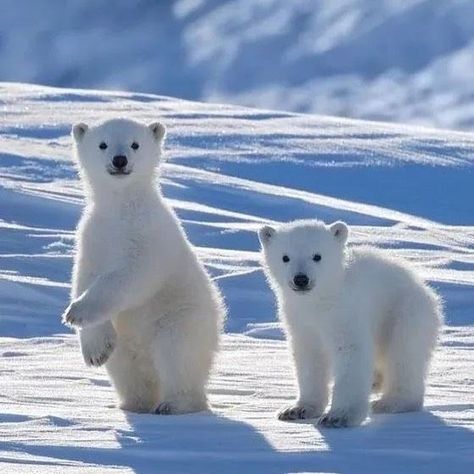 11 Pure Photos of Polar Bears For Good Feels - I Can Has Cheezburger? Caine Husky, Polar Bear Images, Baby Polar Bears, Cute Polar Bear, Arctic Animals, Bear Cubs, Cute Animal Photos, Cute Animal Pictures, Animals Images