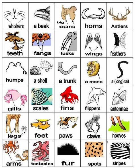 Mr. Che on Twitter: "#2bach2016_17 animals' parts of the body. https://t.co/2EyCnuDrUb" Animals Name In English, Animal Body Parts, Animal Worksheets, English Fun, English Classroom, Paws And Claws, Learn English Vocabulary, Mini Lessons, English Lessons