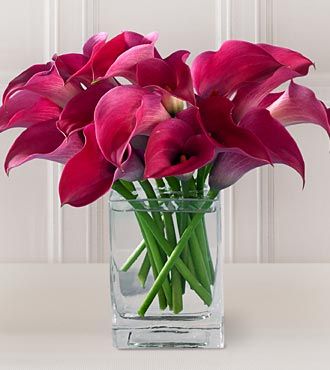 mini calla lilies... bright pink! just how i like it. Calla Lilies, Arum Lilies, Pink Calla Lilies, Mini Calla Lilies, Calla Lilly, Calla Lily Flowers, Calla Lily Bouquet, Lily Bouquet, Calla Lillies