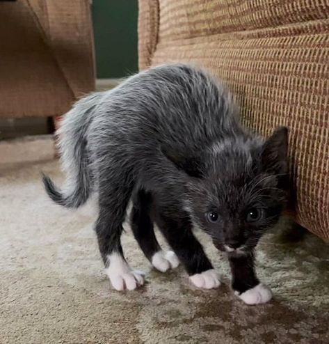 Woman Rescues Kitten and Watches Him Transform, the Kitten Ends Up Changing Her Life - Love Meow An American Tail, Sweet Sayings, Animal Rescue Stories, Foster Cat, Grey Kitten, Foster Kittens, Kitten Rescue, Feral Cats, Milwaukee Wi