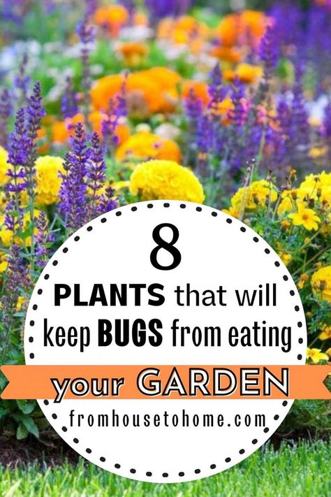 Herbs For Pest Control, Companion Planting For Pest Control, Flowers That Keep Bugs Away, How To Keep Pests Out Of Garden, Natural Garden Pest Control, Plants That Keep Bugs Away, Insect Repellent Plants, Pest Control Plants, Plants That Repel Bugs