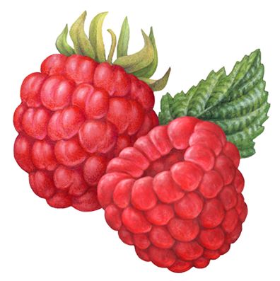 Drawing Raspberry, Raspberries Illustration, Raspberries Drawing, Raspberry Character, Raspberry Painting, Berries Drawing, Raspberry Drawing, Raspberry Illustration, Berry Drawing