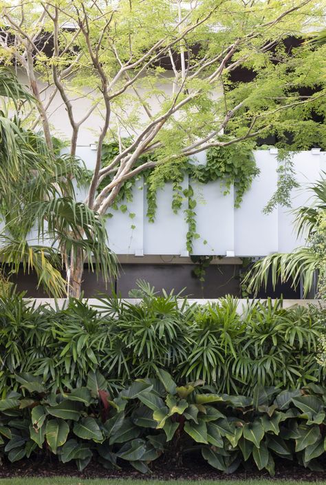 La Ceiba, Planting Concept, Indoor Garden Decor, Residential Garden, Hotel Landscape, Tropical Landscape Design, Ideas For House, Landscape Design Drawings, Man Made Island