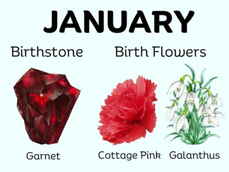 January Month Birthstone and Birth Flower January Symbols, Flowers Zodiac Signs, Birth Month Symbols, Birth Symbols, January Born, January Flower, January Month, Birthstones By Month, Capricorn Life