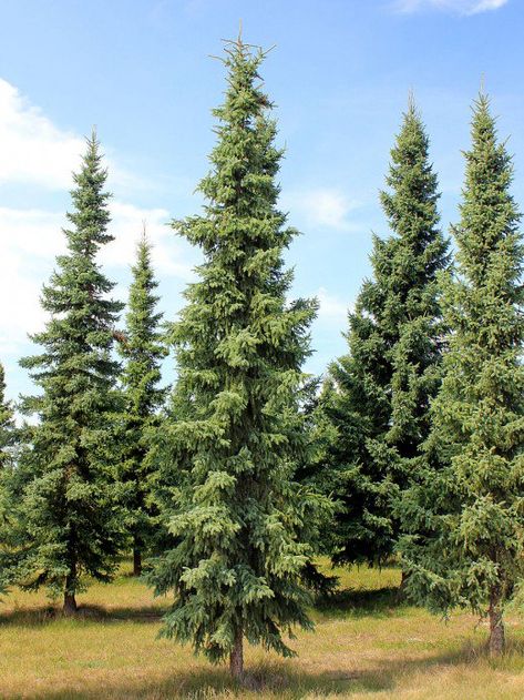 Black spruce trees are one of the best options for privacy screens due to their dense leaves. Mariana, Evergreen Trees For Privacy, Crismas Tree, Evergreen Landscape, Black Spruce, Privacy Trees, Backyard Trees, Landscaping Trees, Privacy Landscaping