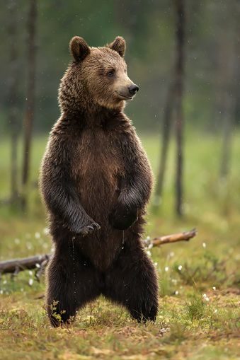 Bear Character Design, Bear Standing, Bear Photography, Mom Bear, Wild Animals Photography, Bear Images, Animal Reference, Brown Bears, Animal Illustration Art