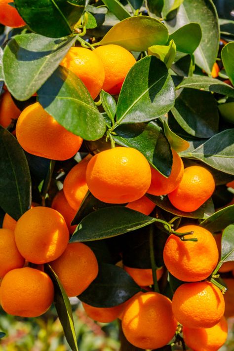 How To Grow Orange Trees In Containers - Great For All Climates! Oranges Reference, Growing Oranges, Nail Designs Orange, Orange Nails Acrylic, Watercolor Citrus, Oranges Fruit, Orange Farm, Mandarin Tree, Tattoo Plant