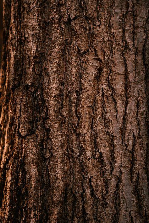 Textured bark of tree growing in forest in daytime · Free Stock Photo Tree Bark Texture, Wood Bark, Tree Textures, Rough Draft, Wooden Textures, Affinity Photo, Photo Texture, Wooden Texture, Brown Texture