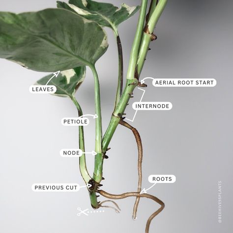 Phytomorphology: Epipremnum aureum ‘Pearls & Jade’ Node: Raised ring around the stem where the petiole meets. Nodes contain everything… | Instagram Epipremnum Aureum, Pinterest Garden, Household Plants, Plant Magic, Plant Care Houseplant, Plant Book, Inside Plants, Pothos Plant, Growing Plants Indoors