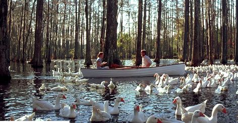 49 Reasons Why "The Notebook" Is The Worst, Most Frustrating Movie Ever Created - BuzzFeed Mobile The Notebook, Nicholas Sparks, The Notebook Scenes, The Notebook 2004, Affordable Family Vacations, Cypress Gardens, Popular Books, Inspirational Books, Movie Scenes