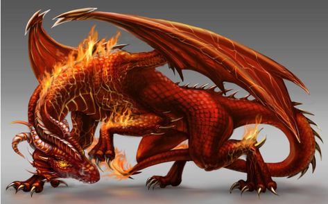 Last stage of the Fire Dragon Fire Dragon Fantasy Art, Fire Fantasy Creatures, Dragon Made Of Fire, Fire Dragon Art Fantasy, Orange Dragon Aesthetic, Fire Dragon Drawing, Kingdom Of Fire, Fire Dragon Art, Flaming Dragon