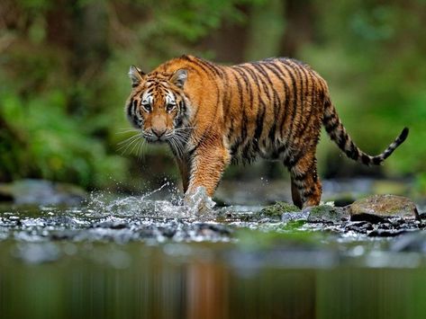 Book Jim Corbett safari in just @4500, Complete information about Jim Corbett Safari Booking, Jim Corbett National Park Online Safari Booking Nainital, Corbett National Park, Jim Corbett National Park, Jim Corbett, National Parks Photography, Wild Tiger, Wildlife Reserve, Wildlife Park, Jungle Safari