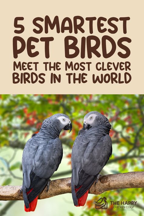 Some pet birds can speak, create, and utilize tools to run their errands efficiently. Whether you’re looking for a smart avian pet or just interested in the things these mighty birds are capable of doing, check our FULL LIST of most intelligent birds! Bird Avery, Best Pet Birds, Sunny Boy, Pet Birds Parrots, Parrot Training, Animals Information, Amazon Parrot, Grey Parrot, Pet Tips