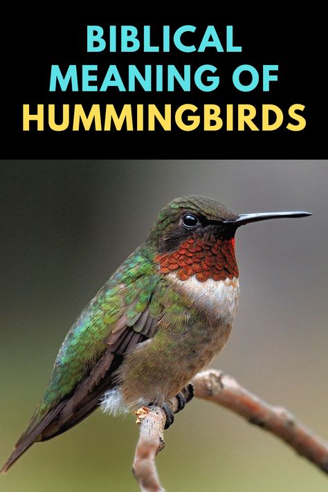 Hummingbird Images Pictures, Humming Bird Meanings, Hummingbird Quotes Simple, Hummingbird Quotes Inspirational, Pictures Of Hummingbirds, Hummingbird Meaning Spiritual, Meaning Of A Hummingbird, Meaning Of Hummingbird, Hummingbird Spiritual Meaning