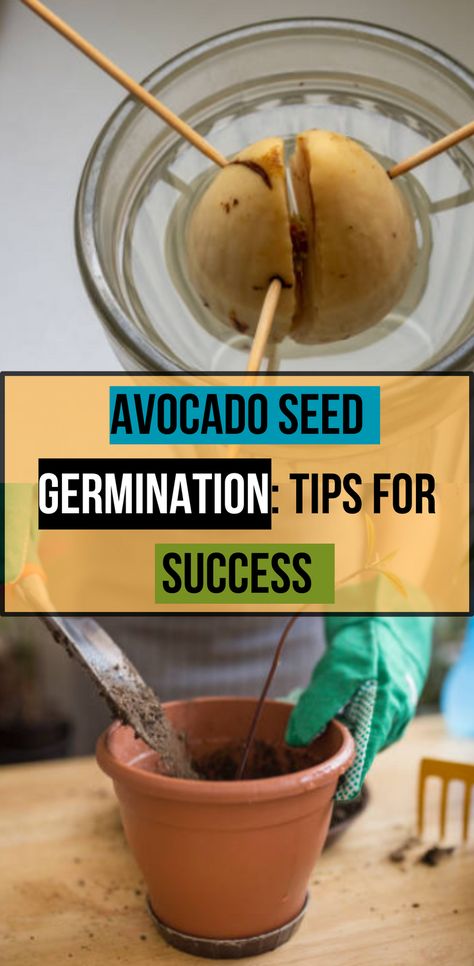 Get tips for successful avocado seed germination. Ensure your seeds sprout and grow into healthy plants! #AvocadoSeed #GerminationTips #Gardening Avocado Plant From Seed How To Grow, Growing Avocado From Pit Indoors, Starting Avocado From Seed, How To Start An Avocado Plant From Seed, How To Sprout An Avocado Seed, How To Grow Avocado From Pit, How To Grow Avocado From Seed, Avacado Growing Avocado Seed, Grow Avocado From Pit