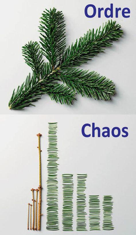 Order vs Chaos Land Art, Visuell Identitet, Things Organized Neatly, Pine Leaf, Ecole Art, Gcse Art, Art Plastique, Sake, Art Inspo