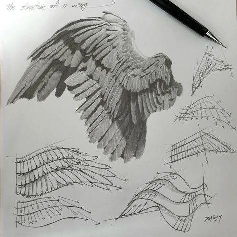 Wing Drawing Anatomy, Cool Wings Drawing, Wings Art Tutorial, Angel Anatomy Wings, Angel Wings Anatomy, Wings How To Draw, Wings Anatomy Drawing, Feathered Wings Reference, Realistic Angel Drawing