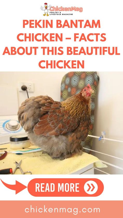 Pekin Bantam Chicken Pekin Chicken, Bantam Chicken, Chicken Facts, Bantam Chickens, Beautiful Chickens, Chicken Breeds, Fascinating Facts, Chickens Backyard, Facts About