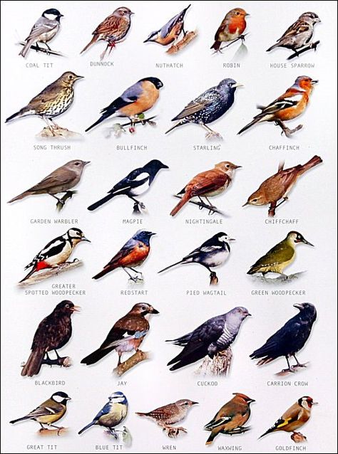 bird chart                                                                                                                                                      More Birdwatching, Woodpeckers, Finches, Backyard Birds Watching, Bird Identification, Earthworms, Haiwan Peliharaan, Backyard Birds, Pretty Birds