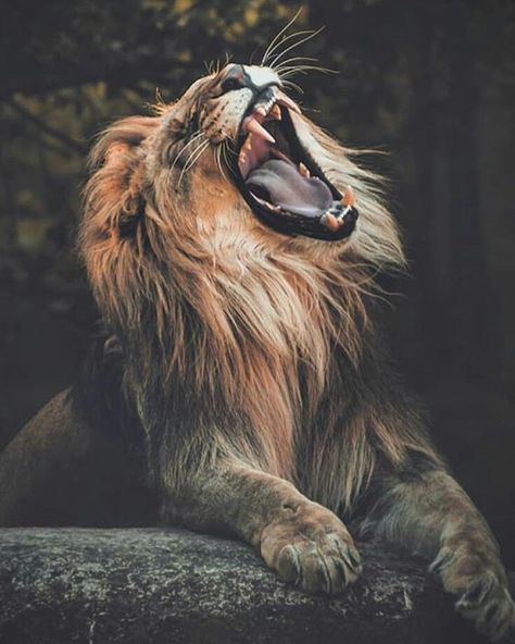 Roar 👑 🐾 🐾 🐾 🐾 🐾 🐾 🐾 #lion #lions #lioness #lionking #safari #bigcats #bigcat #africanamazing #kingofthejungle #wildlifphotoghraphy… Regnul Animal, Lion Photography, Beautiful Lion, Lion And Lioness, Lion Love, Roaring Lion, Lion Wallpaper, Lion Images, Lion Pictures