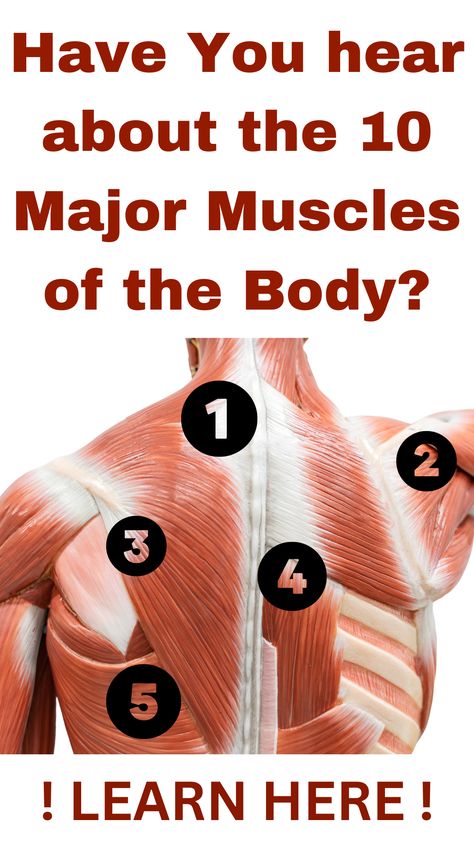 10 Major Muscles of the Body: A Complete List! Anatomy Of Back Muscles, Muscle Names, Human Body Muscles, Muscles Of The Body, Body Muscle Anatomy, Muscles Anatomy, Human Muscle Anatomy, Types Of Muscles, Muscle Anatomy