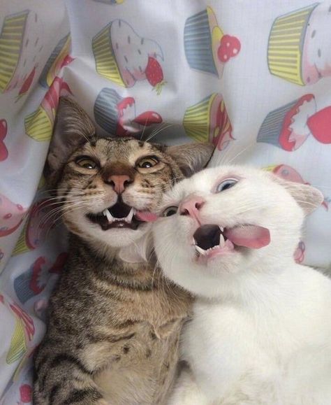 20+ Cats That Took the Selfie Game to a Whole New Level Cele Mai Drăguțe Animale, Koci Humor, Haiwan Lucu, Meme Gato, Photo Chat, Haiwan Peliharaan, Chevrolet Malibu, صور مضحكة, Silly Cats