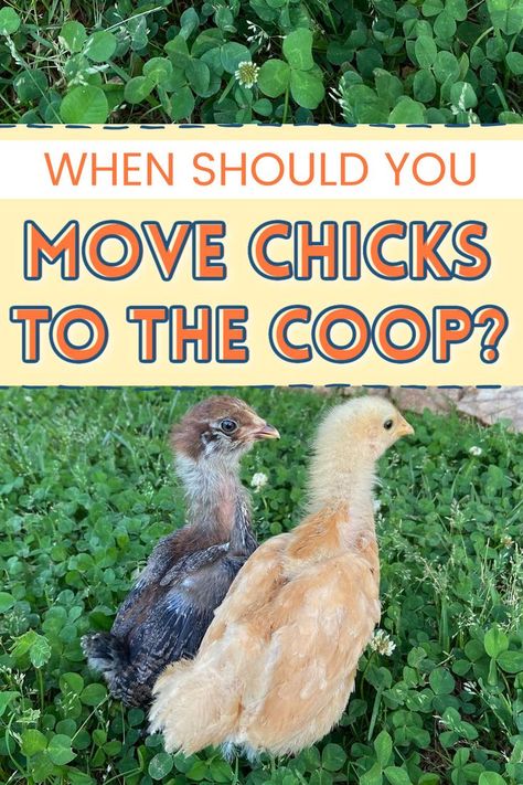 2 baby chicks sitting in the clover Roosting Boxes For Chickens, Raising Chickens In The City, Garage Chicken Brooder, Easy Brooder For Chicks, Chicks Coop Ideas, Temporary Coop For Chicks, Starting Chicks Raising Chickens, Chicks House Ideas, How To Chicken Coop