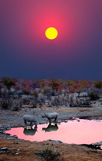 Africa Travel, Amazing Nature, Etosha National Park, Matka Natura, Rhinos, Alam Yang Indah, Sunset Photos, Beautiful Sunset, Tanzania